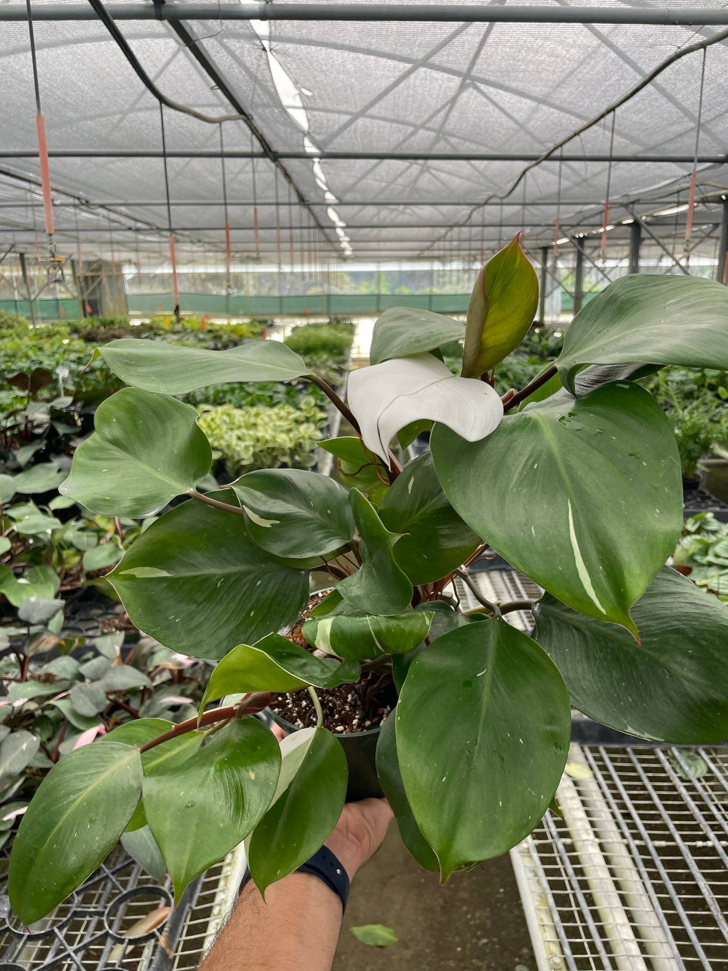 Philodendron 'White Knight'