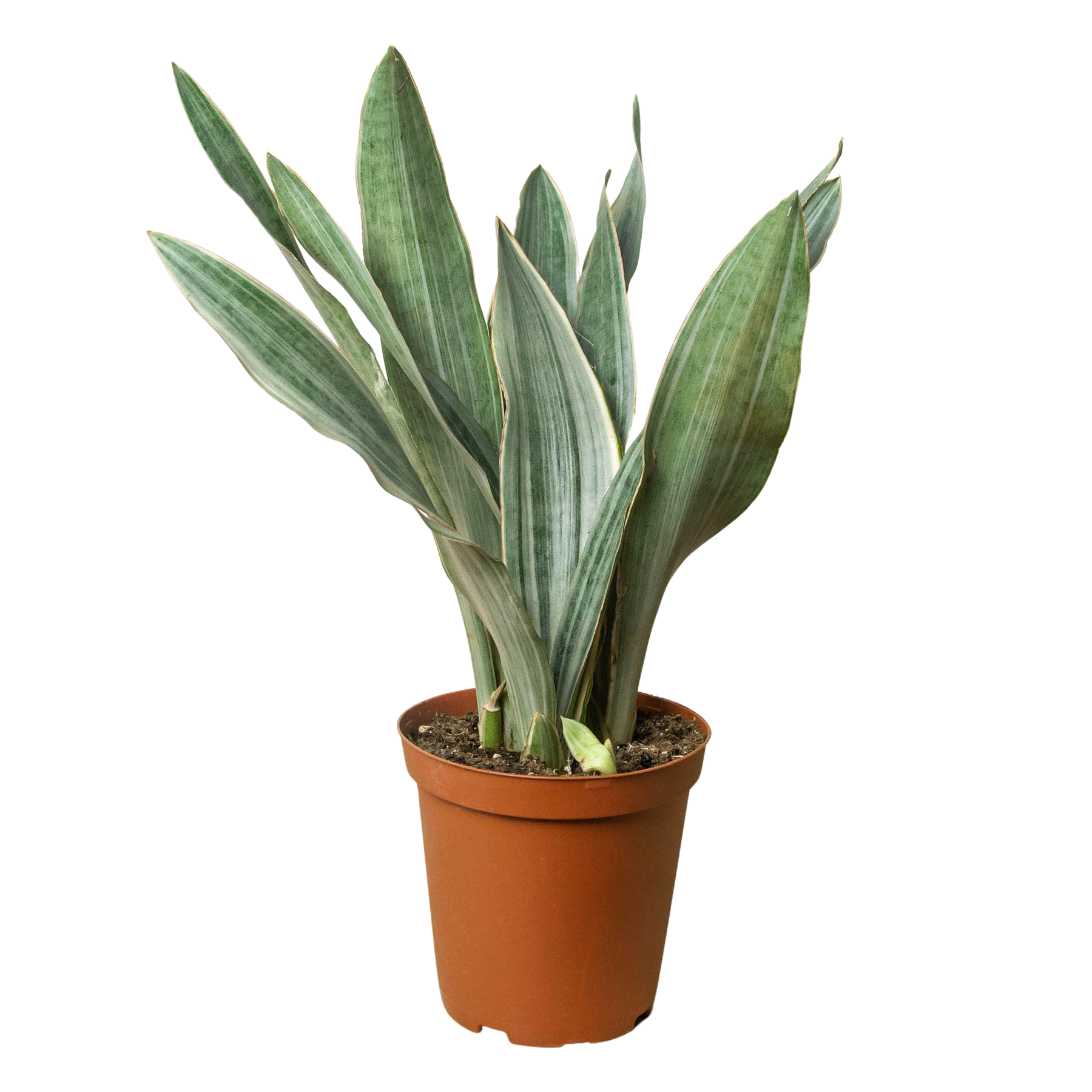 Repott Sign Snake Plant 'Sayuri' – Repott