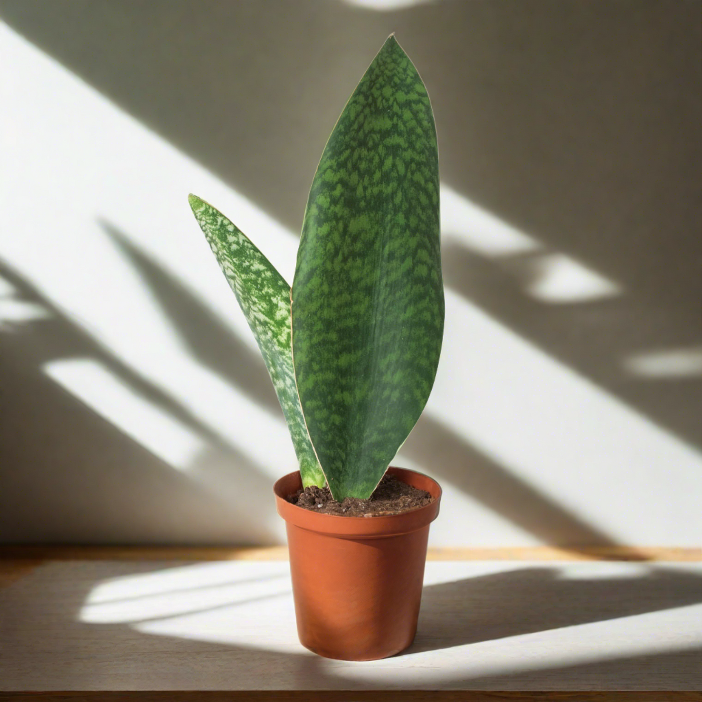 Shark Fin Snake Plant