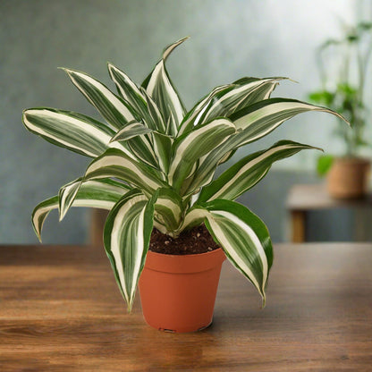dracaena white jewel Dracaena 'Warneckii White Jewel' – Repott