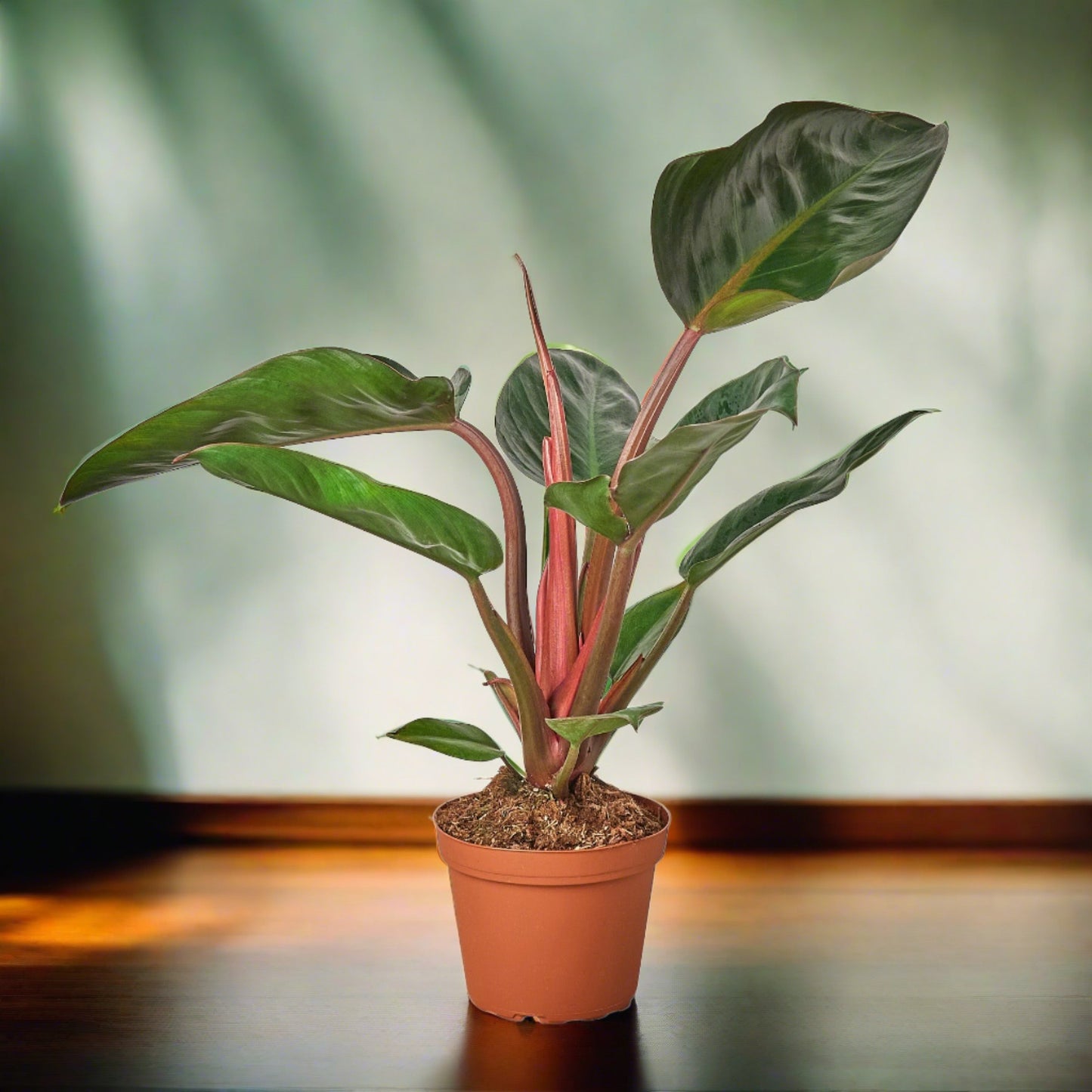 Philodendron 'Congo Rojo'