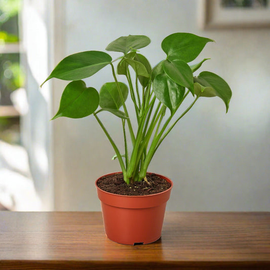 Monstera 'SplitLeaf'