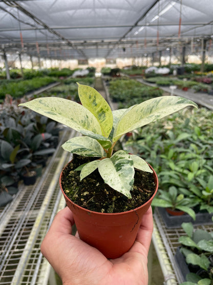 moonshine rubber tree Ficus 'shivereana' (Moonshine) – Repott