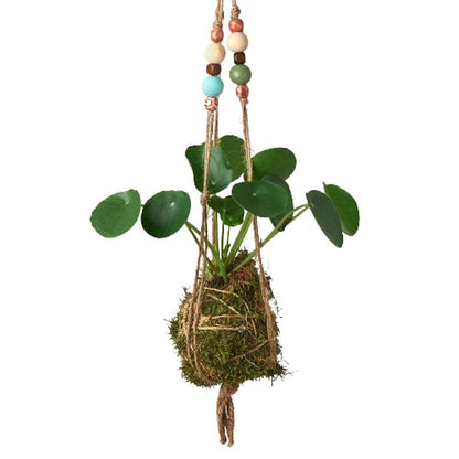 Bead Kokedama Moss Ball Hanging Plant