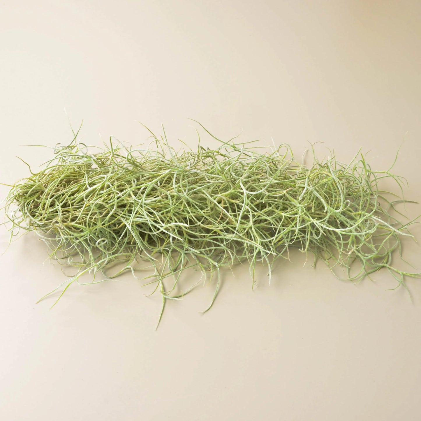 Tillandsia Air Plant Spanish Moss - 3 Pack