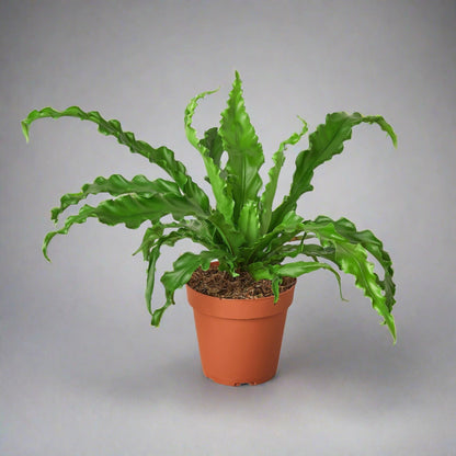 Bird’s Nest 'Victoria' Fern