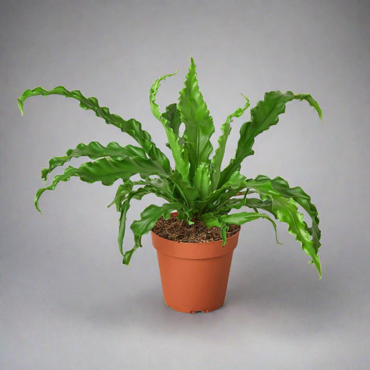 Bird’s Nest 'Victoria' Fern