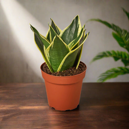 Snake Plant Black Gold