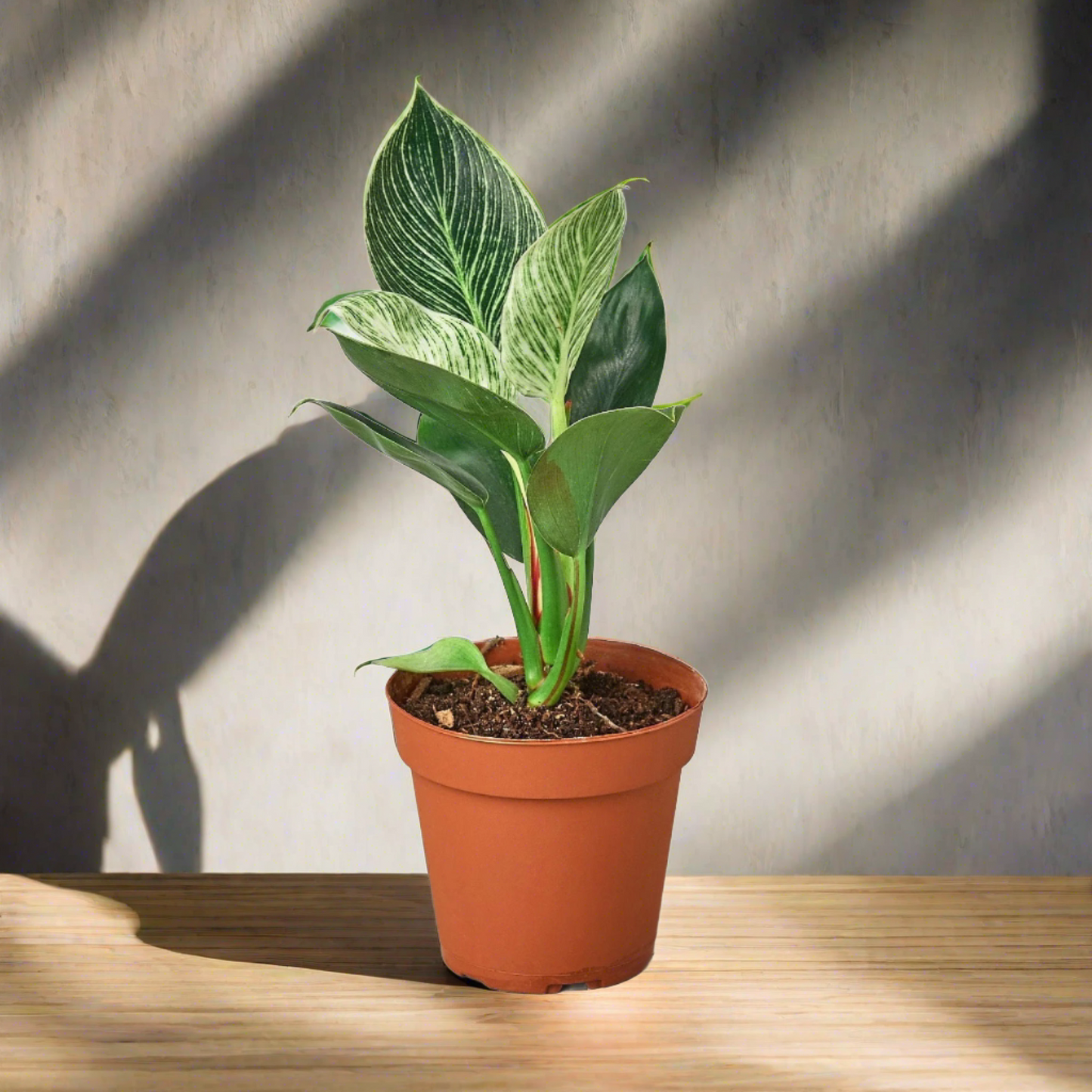 Philodendron 'Birkin'